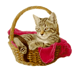 chat